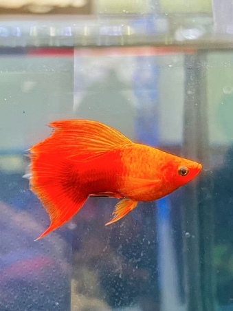 专业配资论坛资讯 观赏鱼“游”向世界，南沙首批热带鱼出口加拿大